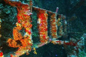 sponge encrusted ladder on the sunken wreck of the Jado Trader