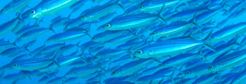 Dive Vacation Packages