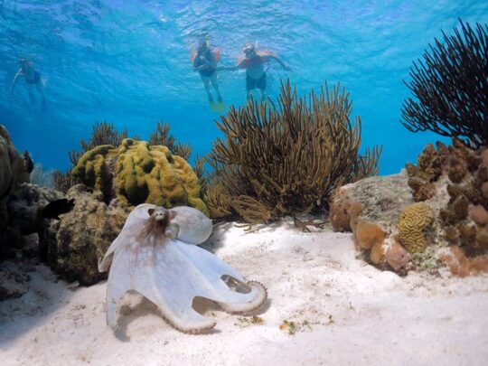 snorkelers watching an octopus
