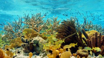 shallow reef with coral and reef fish