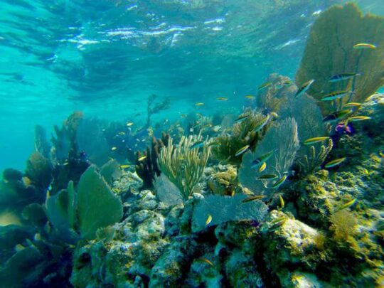 shallow water reef