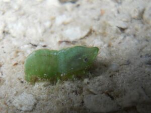 small green shrimp