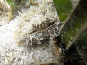 green decorator crab