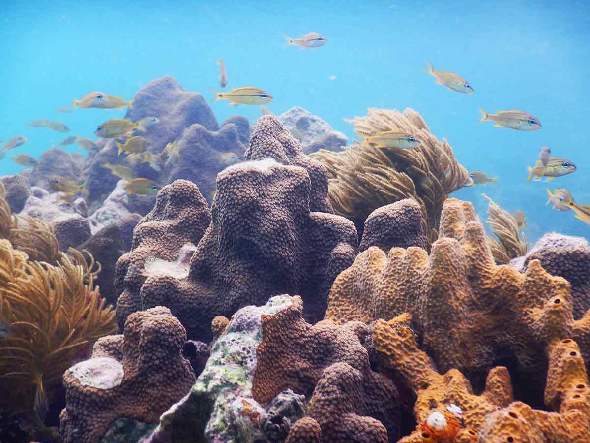 juvenile fish in shallows