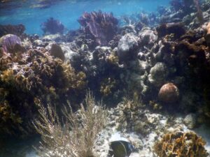shallow reef at Dunbar Rock