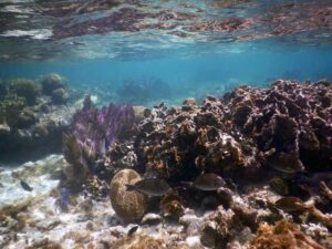 school of blue tangs
