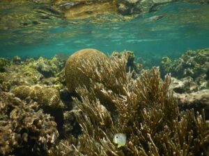 brain coral and butterfly fish in shallow water