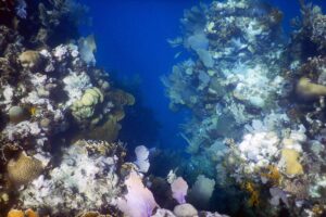 shallow reef with corals