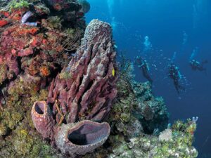 barrel sponge