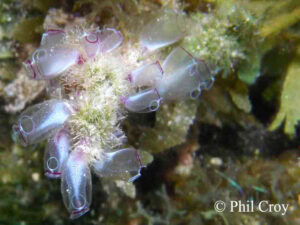 Painted-Tunicates
