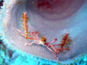 crab inside sponge