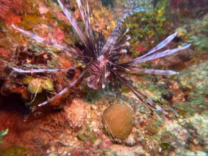 lionfish