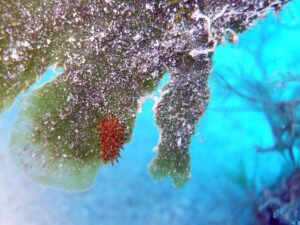 nudibranch