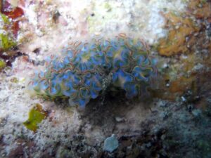 sea slug