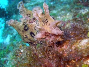nudibranch