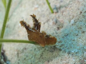 nudibranch