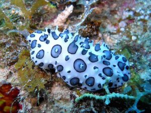 spotted nudibranch