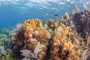 shallow reef bed