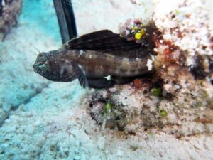 sailfin blenney