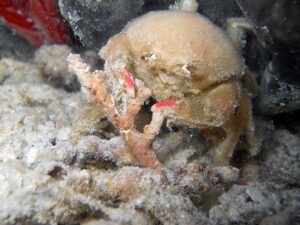 crab in sand