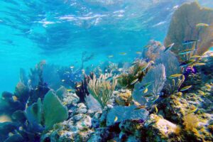 seafans in shallows