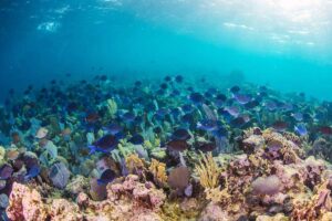school of blue tangs