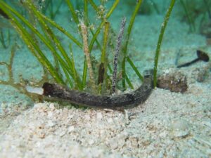 white nosed pipe fish